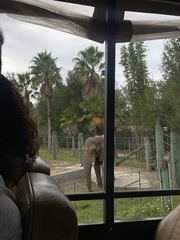 Elephantidae