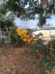 Crotalaria longirostrata