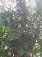 Crescentia cujete