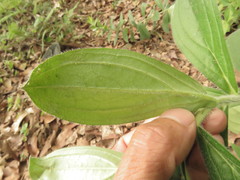 Lithospermum exsertum