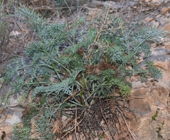 Athamanta vayredana