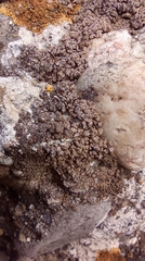 Clavascidium lacinulatum