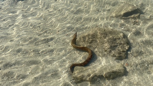 Mediterranean moray
