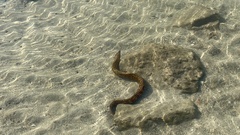 Mediterranean Moray