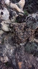 Clavascidium lacinulatum