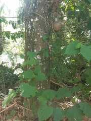 Crescentia cujete
