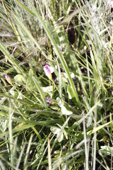 Indigofera rostrata