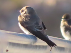 Stelgidopteryx serripennis