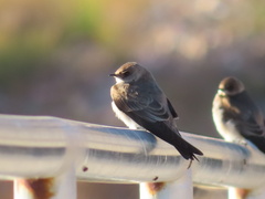 Stelgidopteryx serripennis