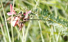 Indigofera rostrata