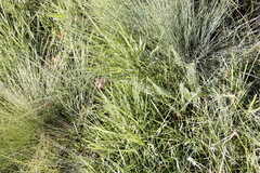 Indigofera rostrata
