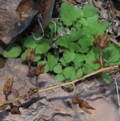 Scrophularia arguta