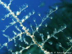 Eudendrium racemosum