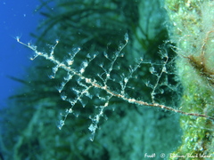 Eudendrium racemosum