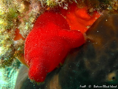 Halocynthia papillosa