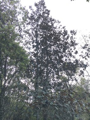Quercus crassifolia