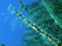 Halopteris liechtensternii