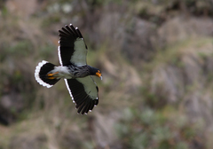 Daptrius carunculatus