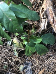 Bignonia capreolata