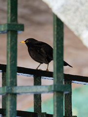 Turdus merula