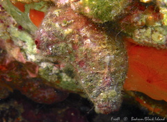 Microcosmus polymorphus