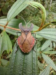 Menenotus lunatus