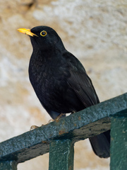 Turdus merula
