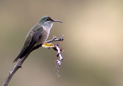 Oreotrochilus chimborazo