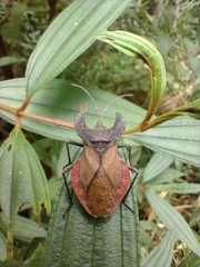 Menenotus lunatus