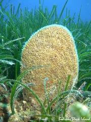Pinna nobilis