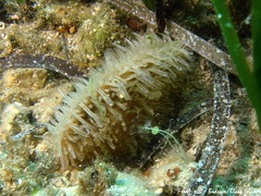 Pinna nobilis