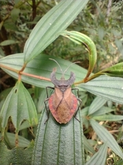 Menenotus lunatus