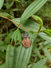 Menenotus lunatus