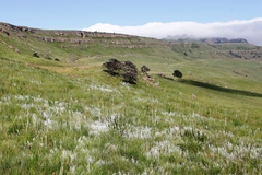 Protea roupelliae roupelliae