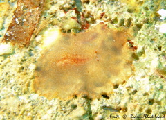 Planocera ceratommata