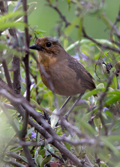 Grallaria quitensis