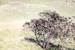 Protea roupelliae roupelliae