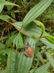 Menenotus lunatus