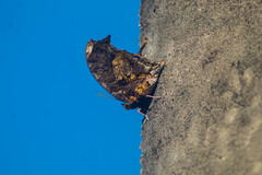 Consul fabius cecrops