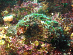 Pyura dura