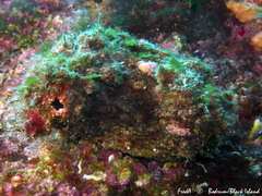 Pyura dura