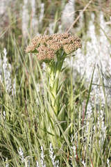 Crassula alba