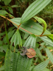 Menenotus lunatus