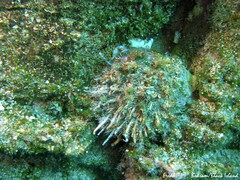 Spondylus gaederopus