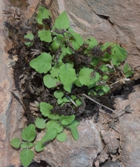 Scrophularia arguta