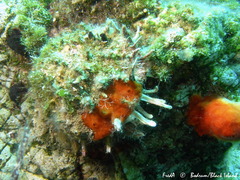 Spondylus gaederopus