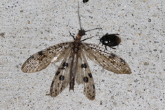 Archichauliodes guttiferus