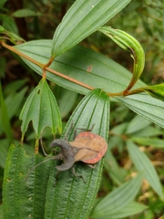 Menenotus lunatus