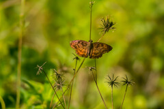 Anastrus sempiternus sempiternus