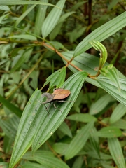 Menenotus lunatus